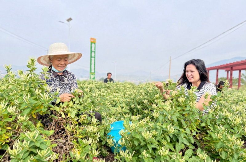 平邑県:金銀花の里