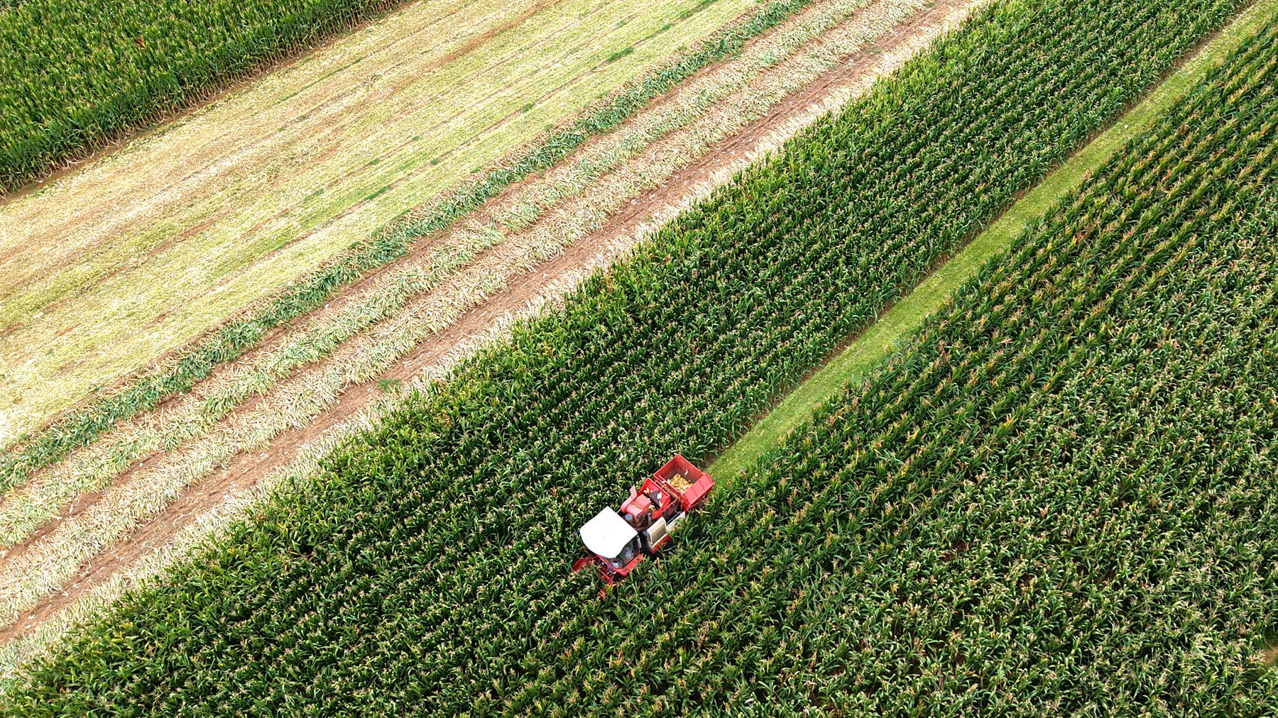 稲穂垂れ満倉を期す：多雨と泥濘りに挑み、スマート農機と人が ...