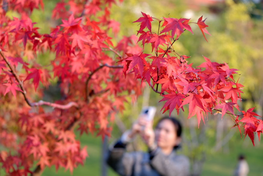 深秋日和に紅葉絢爛：金雀山公園で観光客が賞葉に殺到