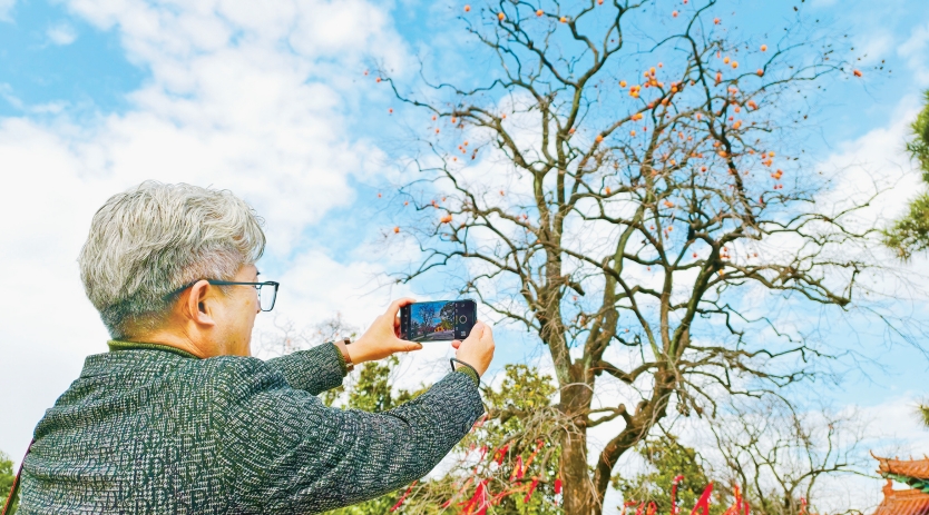 初冬の郯城県、銀杏古梅園で観光ピーク 郷村観光が好調発展