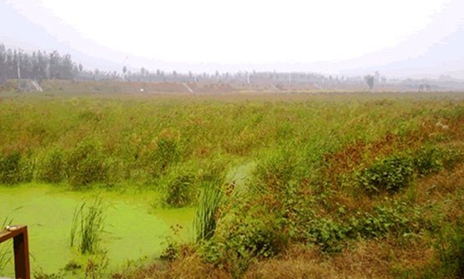 云蒙湖湿地