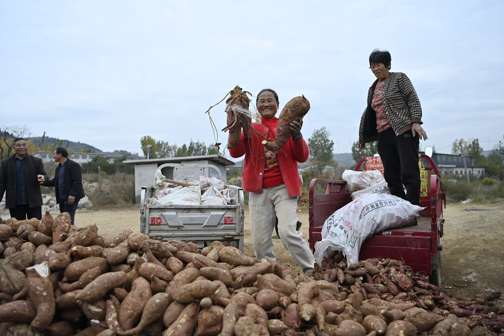 費県石井鎮:紅芋が農家の収入アップに大きく貢献