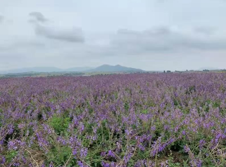 「土の薬草」から海外輸出の「金色の名刺」へ： 莒南県朱芦鎮 ...