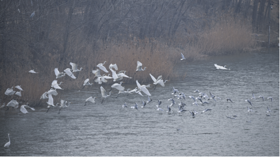 臨沂・沂沭河流域の生態環境改善 燕鷗や白鷺が越冬に集結