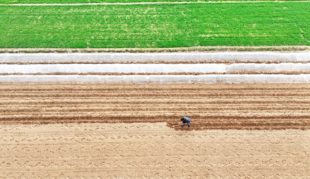 春分過ぎ郯城で農作業活発：春耕・播種・管理が本格化