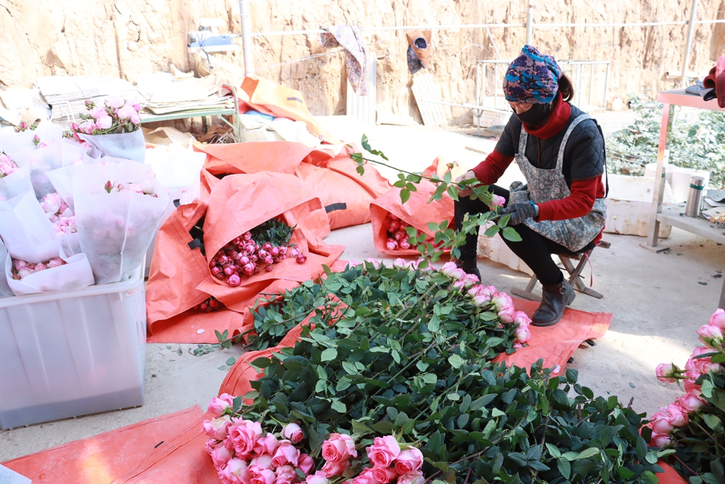 平邑県:食糧安全保障と特色農業両輪で発展、所得増を実現