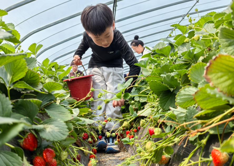 河東区八湖町:第15回イチゴ文化観光祭を開催