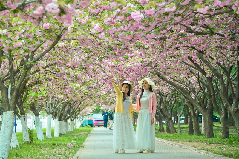 市街各所でサクラが満開：ピンクの花回廊が春を演出