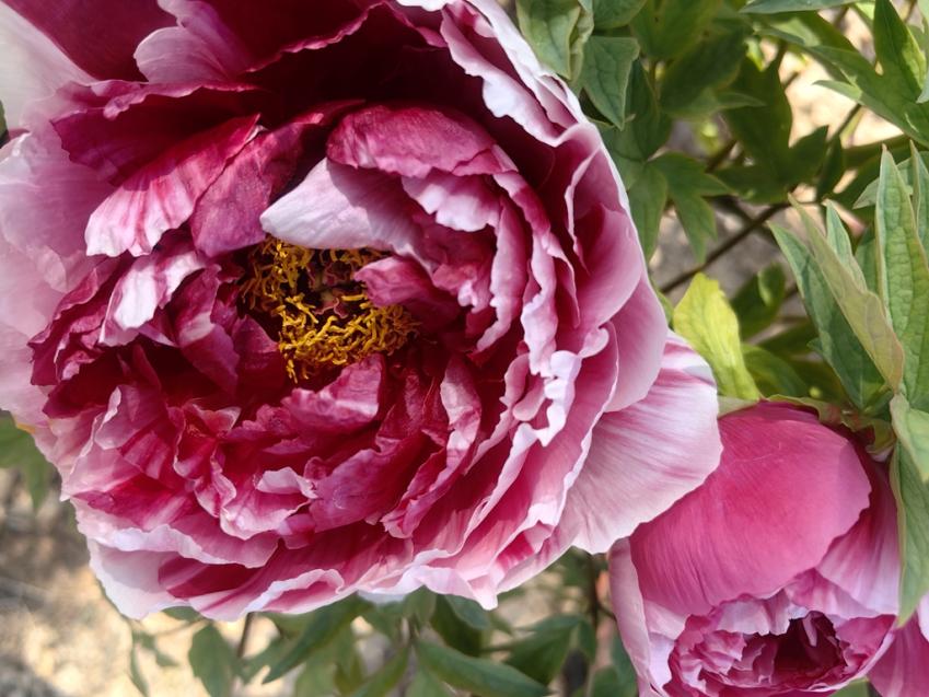 臨沂市沂水県崔家峪鎮:20万株の牡丹が満開、山あいに絵巻広 ...