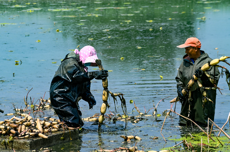 河東区八湖鎮：農業生産が最盛期を迎える　ハス栽培で地域経済 ...