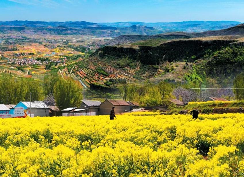 坦埠鎮菘藍の花満開、薬材産業が郷村振興を牽引