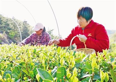 蒙陰県茶園、「雲蒙栗香」新茶の摘み取り開始