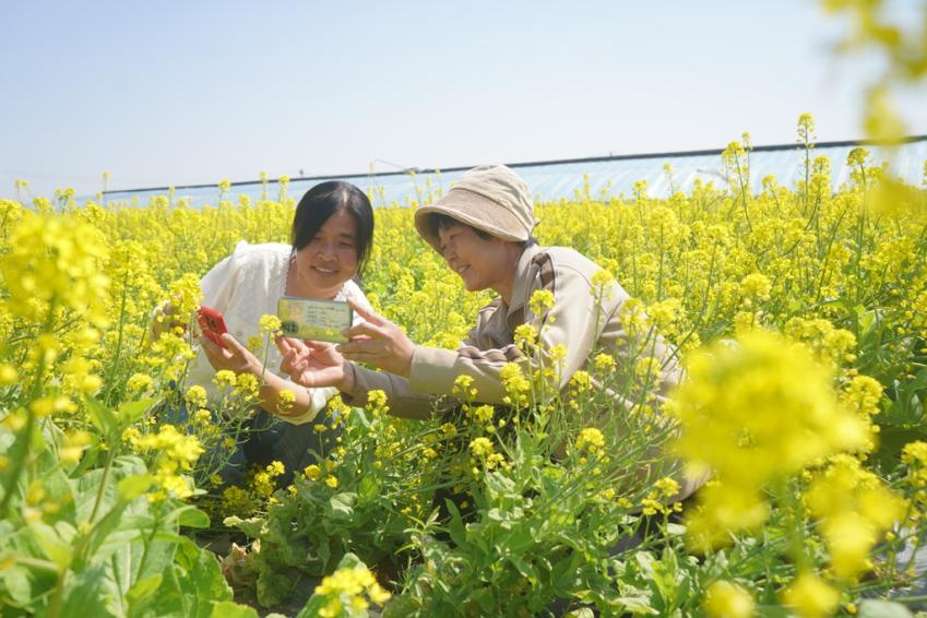 蒙陰県：黄金色に咲き誇り春の観光スポットに