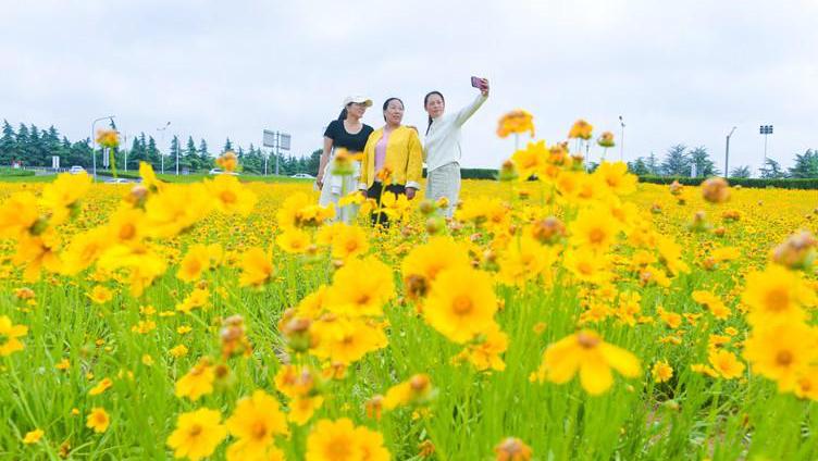 臨沂市：大規模花畑満開、市民の憩いの場に